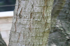 Pithecellobium dulce